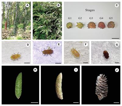 Phytohormones Regulate Both “Fish Scale” Galls and Cones on Picea koraiensis